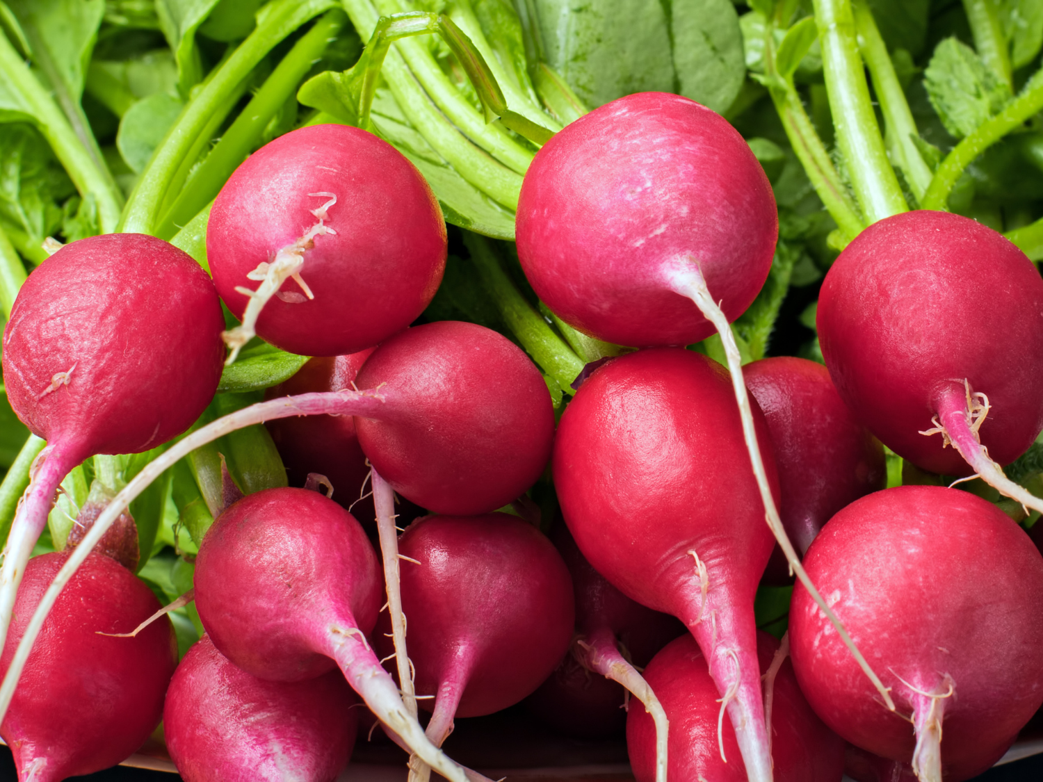 Garlic Roasted Radishes