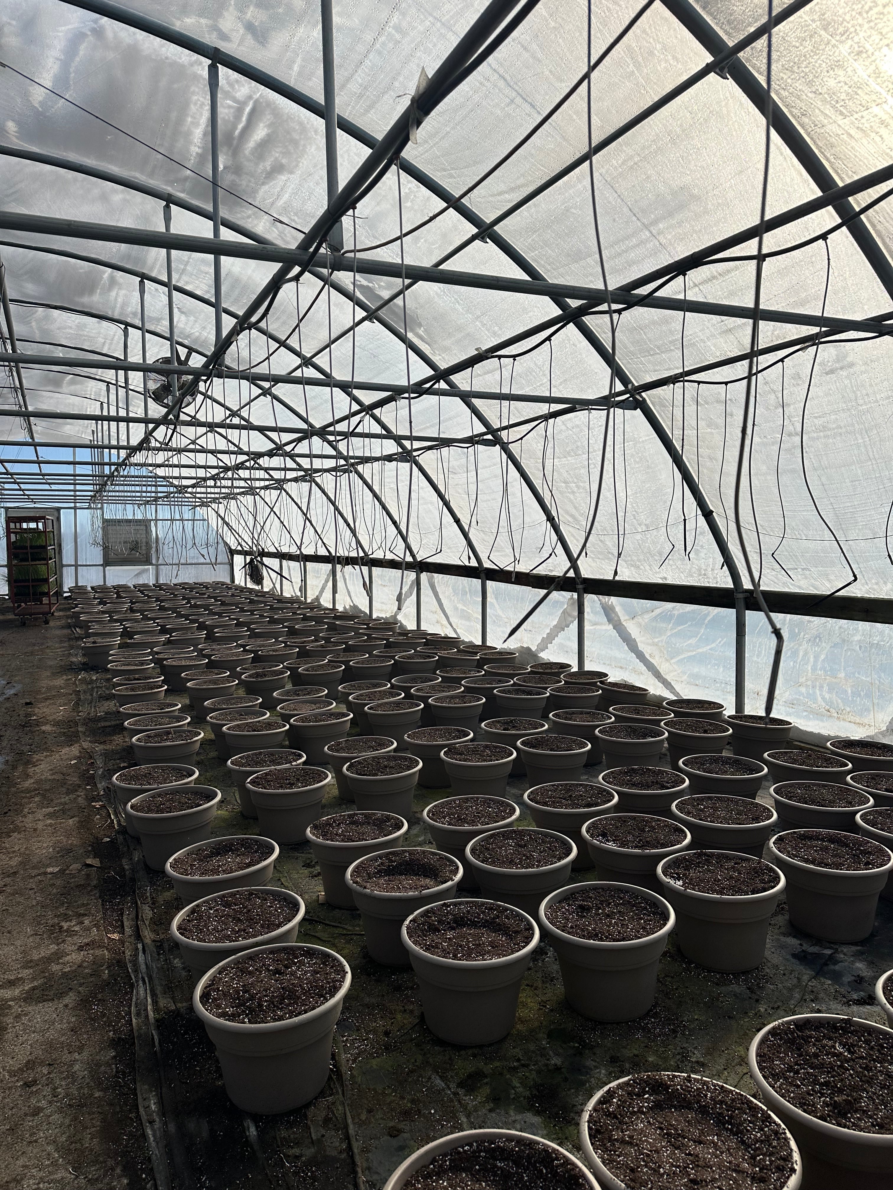 The Funny Thing About the First Week of Planting