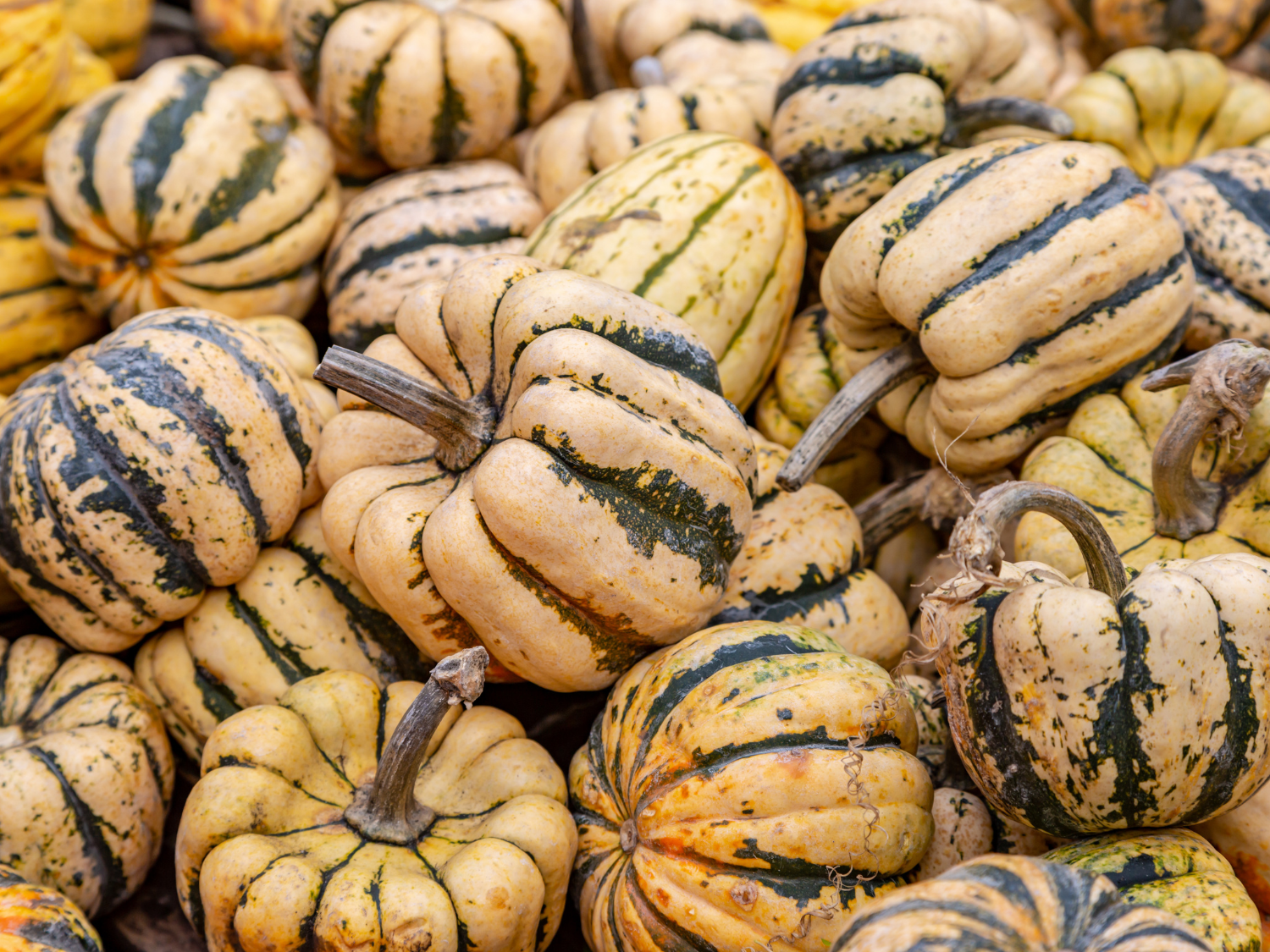 Roasted Sweet Dumpling Squash