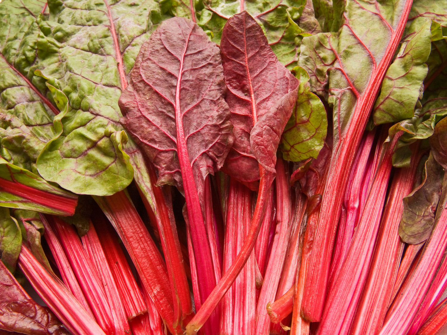 Sausage and Swiss Chard Pasta – Untiedt's Vegetable Farm