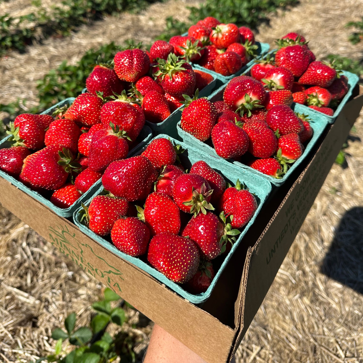 A Berry Fruitful Harvest