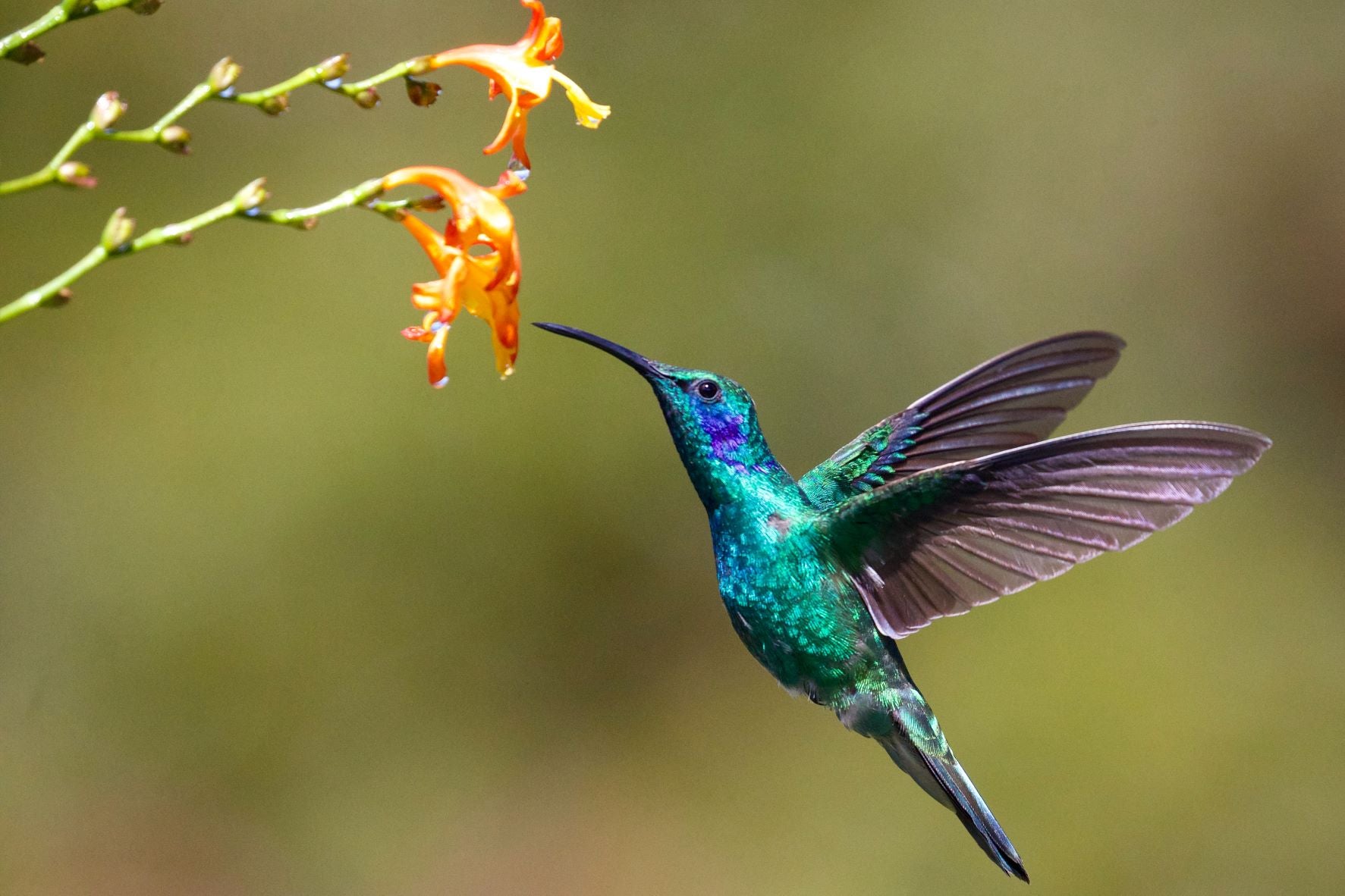 Gardening for Hummingbirds