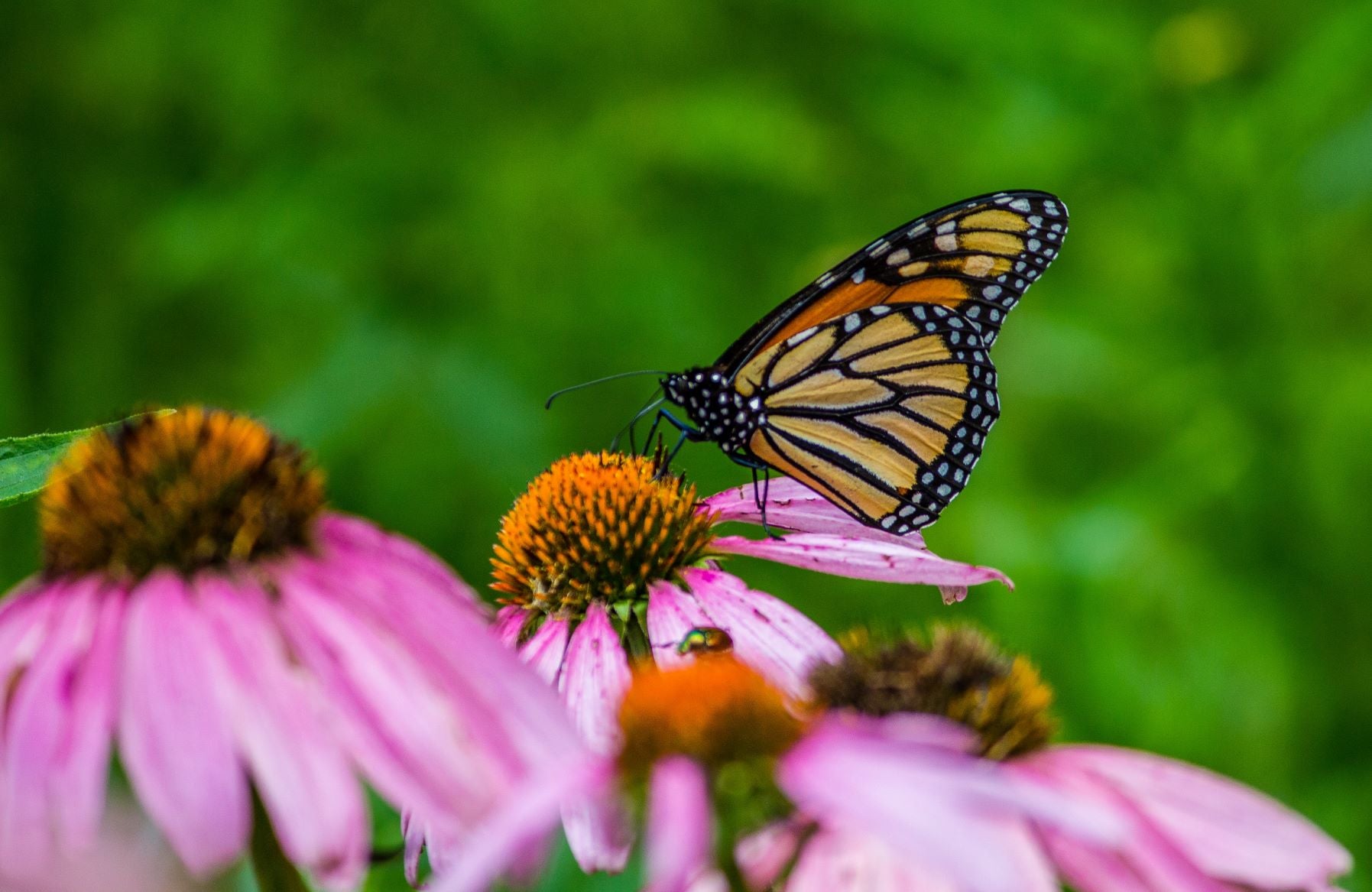 Butterfly Gardening