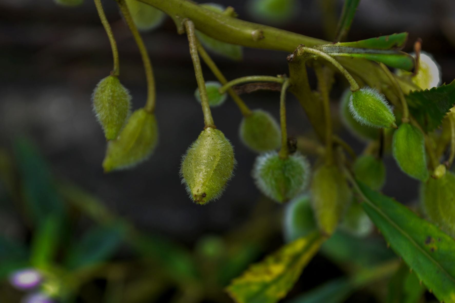 Impatiens Downy Mildew