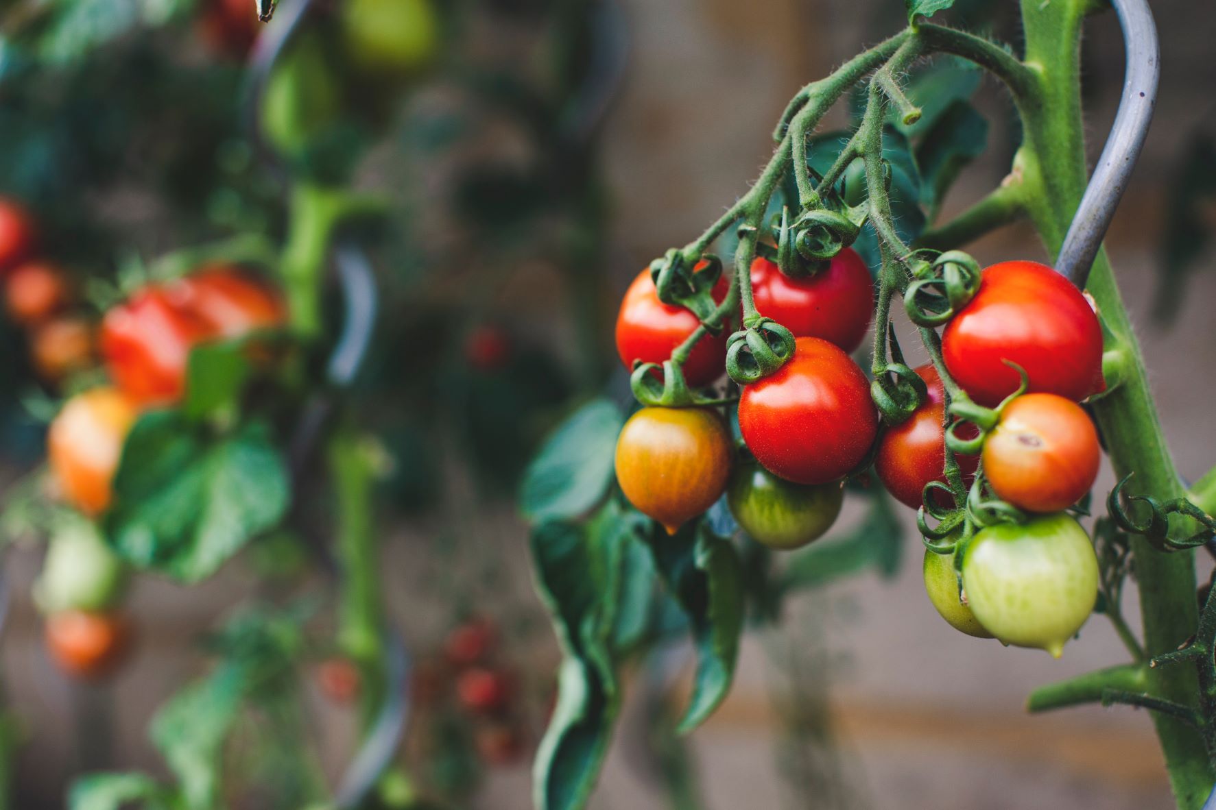 How to Grow Tomatoes
