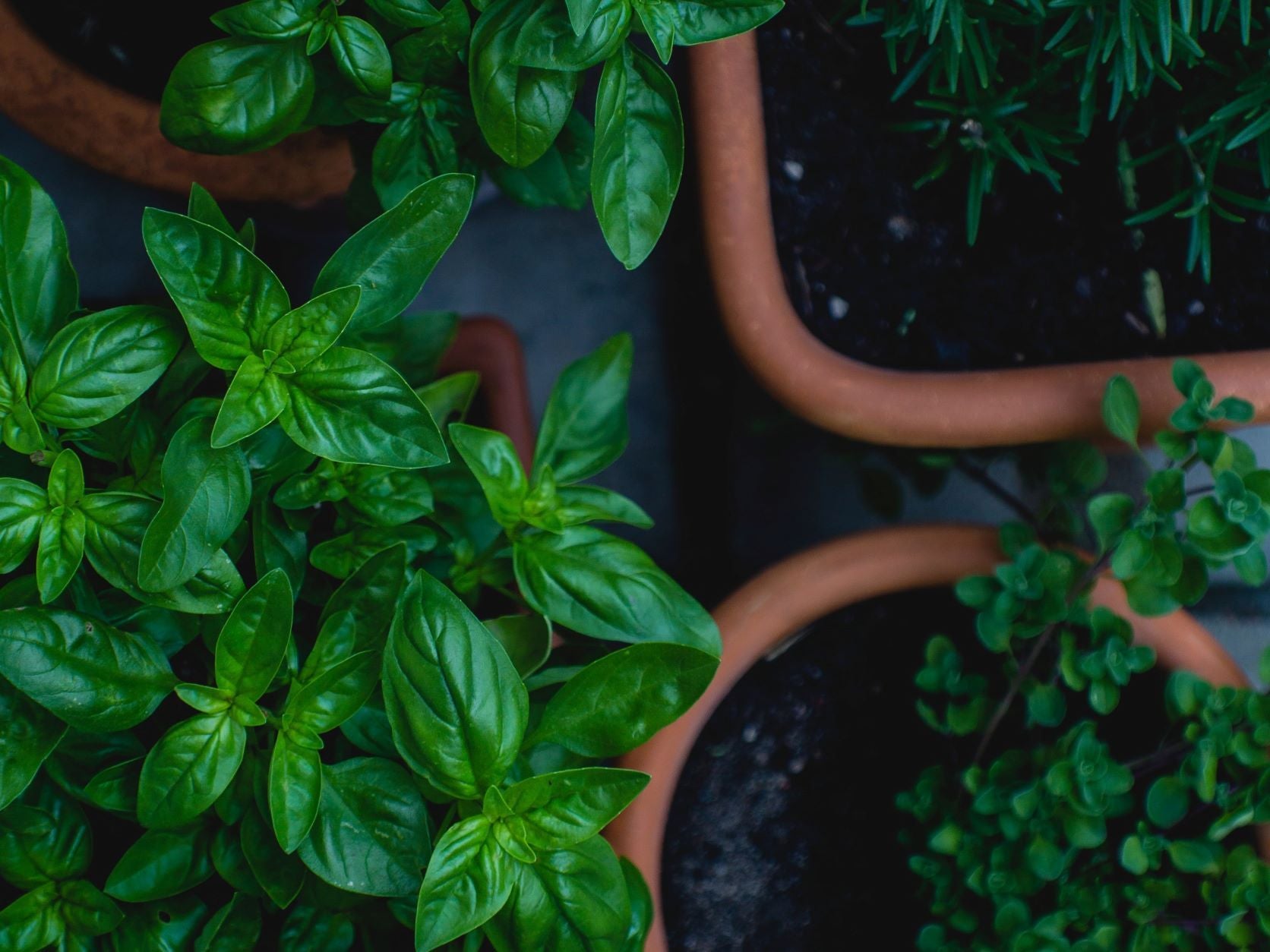 Container Gardening