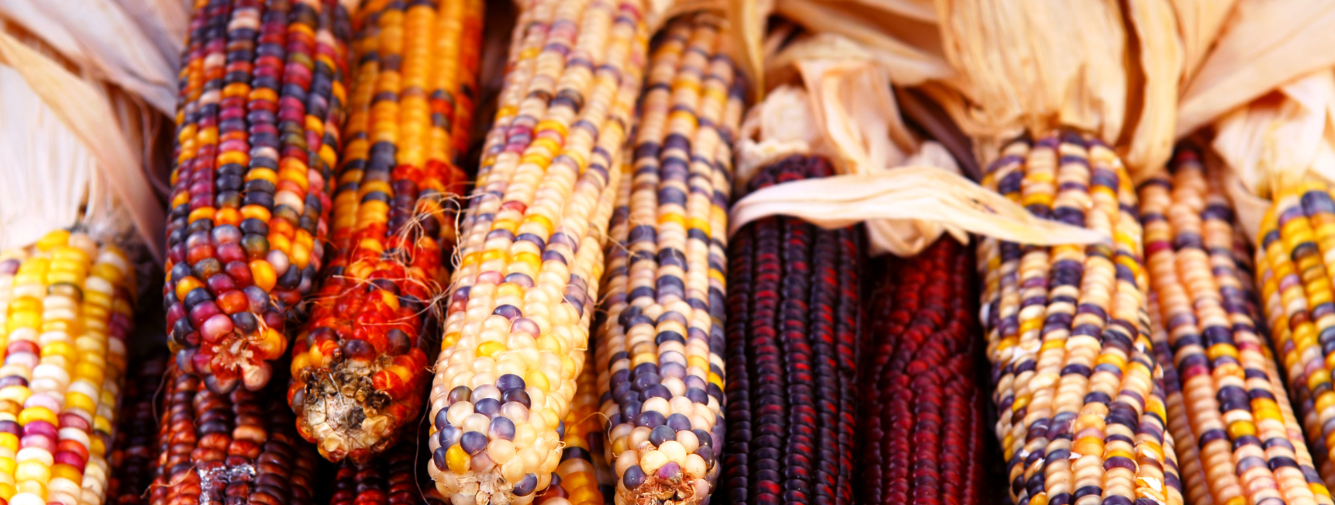 Fall Harvest Is On!