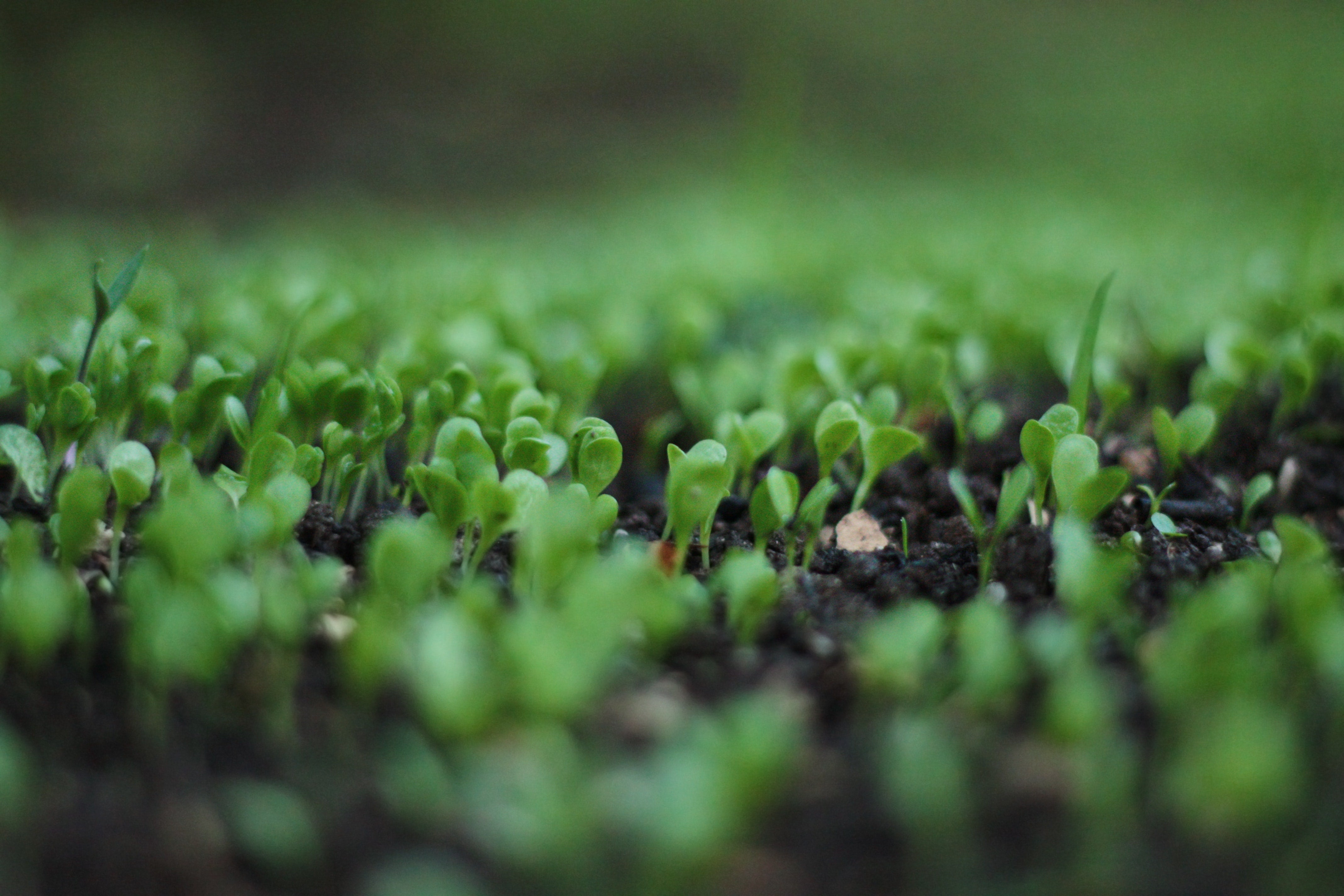 Organic Certification and Sustainable Farming