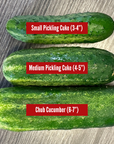 Pickling Cukes - 1/2 bushel