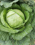 Cabbage 800.png__PID:6c3430ac-d20a-4406-9677-cb3e106d037f