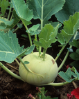 Kohlrabi 800.png__PID:9e99c46f-ea0d-4f2e-af0d-e0a92a136436