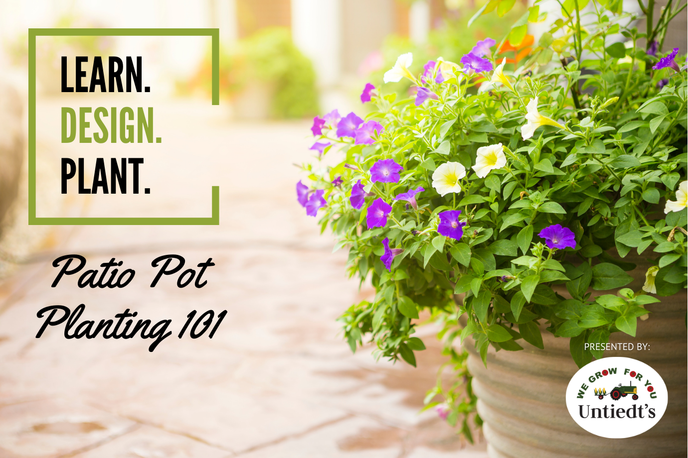 growing pot plants 101 Patio Pot Planting 101