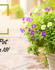Patio Pot Planting 101