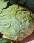 Cabbage