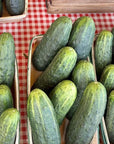 cucumber tomato zucchini 2024.jpg__PID:d344593a-5060-46fa-bc69-6d560a0ed930