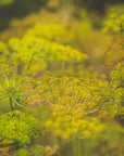 Fresh Dill