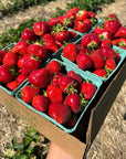 fresh picked strawberries square.jpg__PID:75132be3-036b-49de-a341-afecfabdbe0e