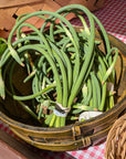 Garlic Scapes