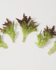 Red Lettuce - 4 Heads