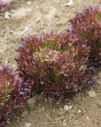 Red Lettuce - 4 Heads