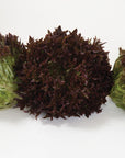 Red Lettuce - 4 Heads