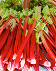 Rhubarb
