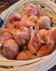 Shallots