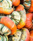 Turban Squash