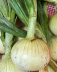 Onions