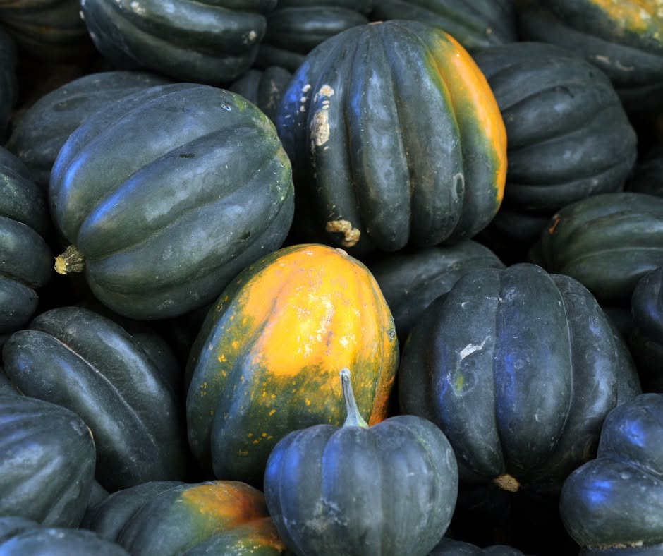 Winter Squash Wonderland