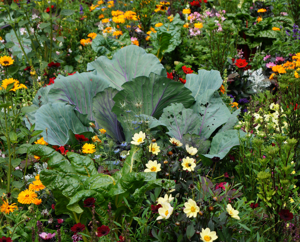 Companion Planting