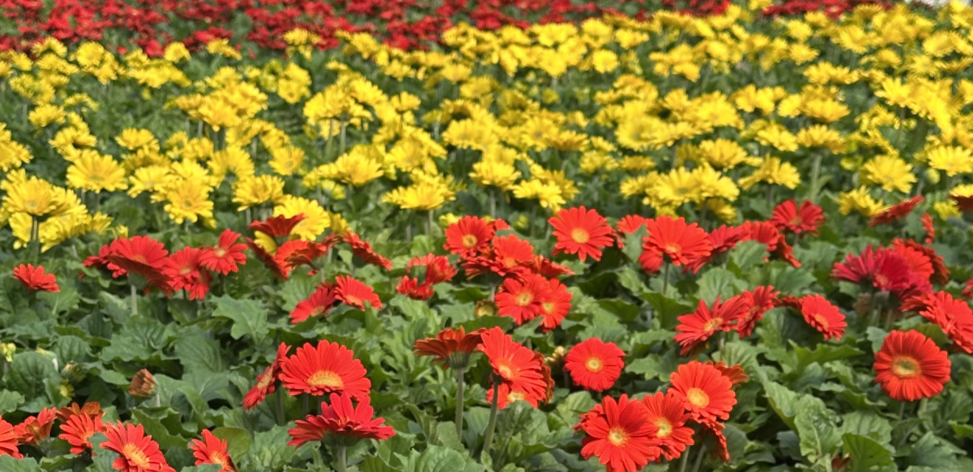 Minnesota Gardening 101