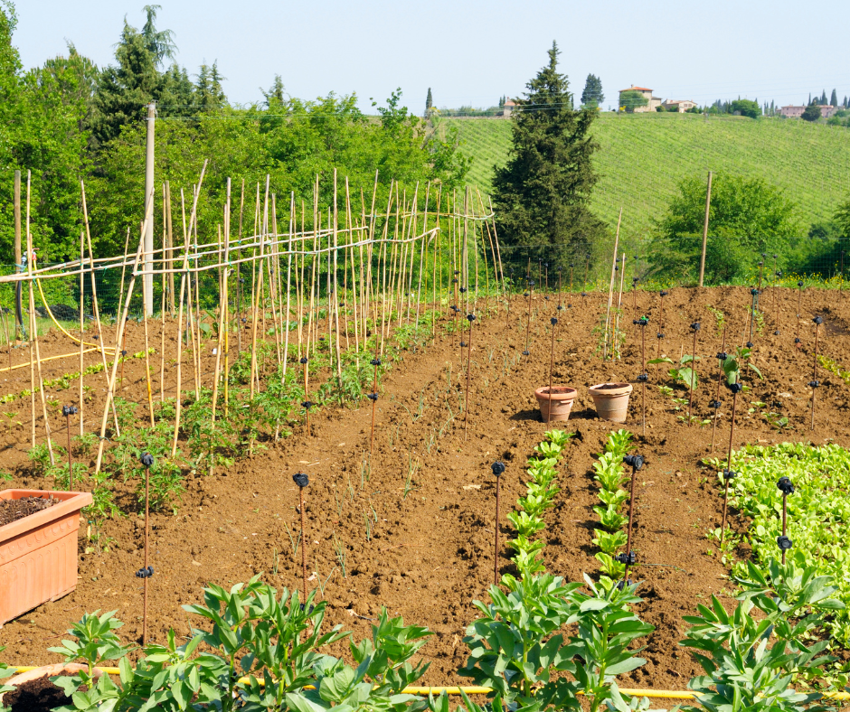 Vegetable Gardening 101