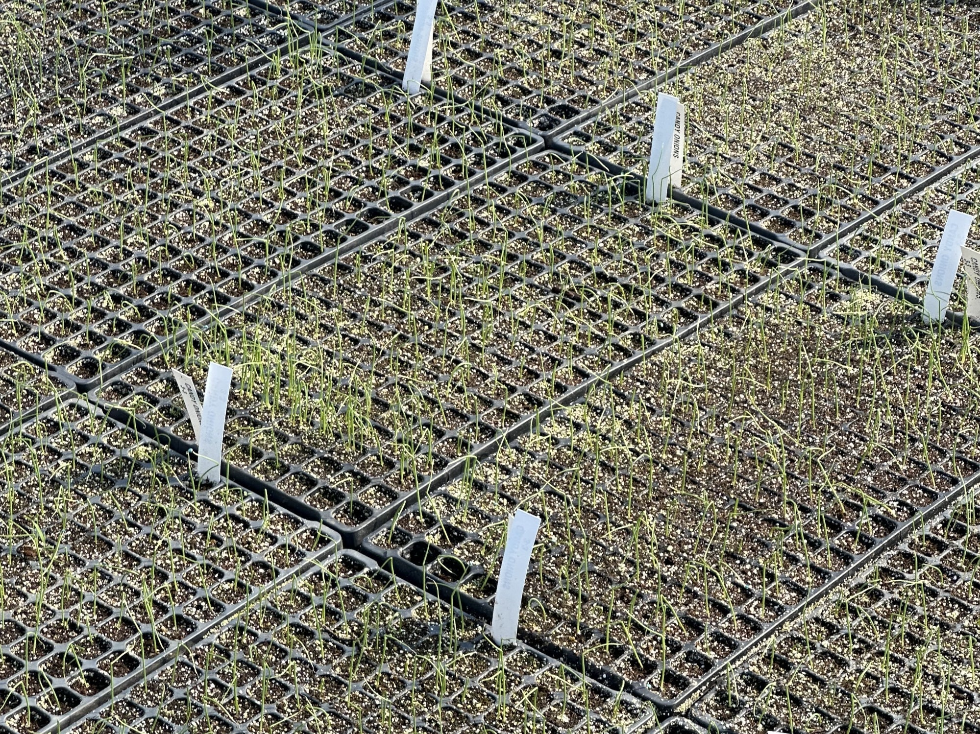 Mud, Sun, and the Smell of Spring