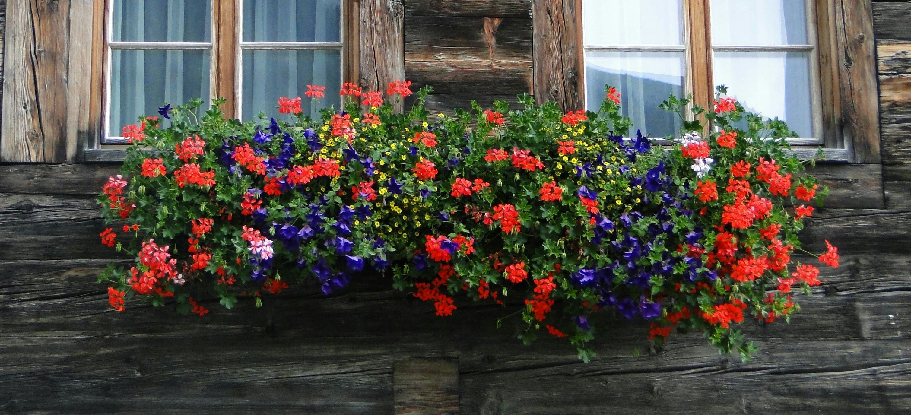 Designing Sun-Loving Window Boxes in Minnesota