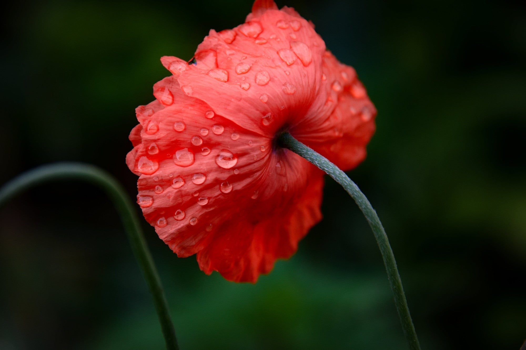Helping Your Plants Bounce Back After Cold And Rain