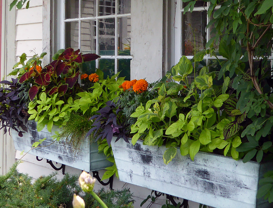 Designing Shade-Loving Window Boxes in Minnesota