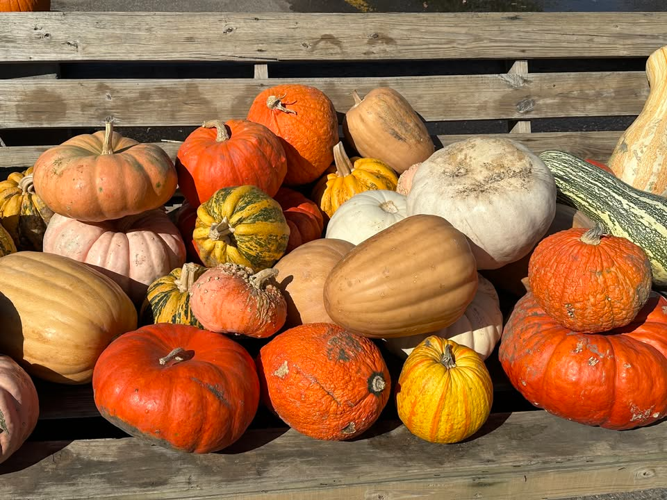 The Crisp Turn to Fall: Harvests, Pumpkins, and That Frost