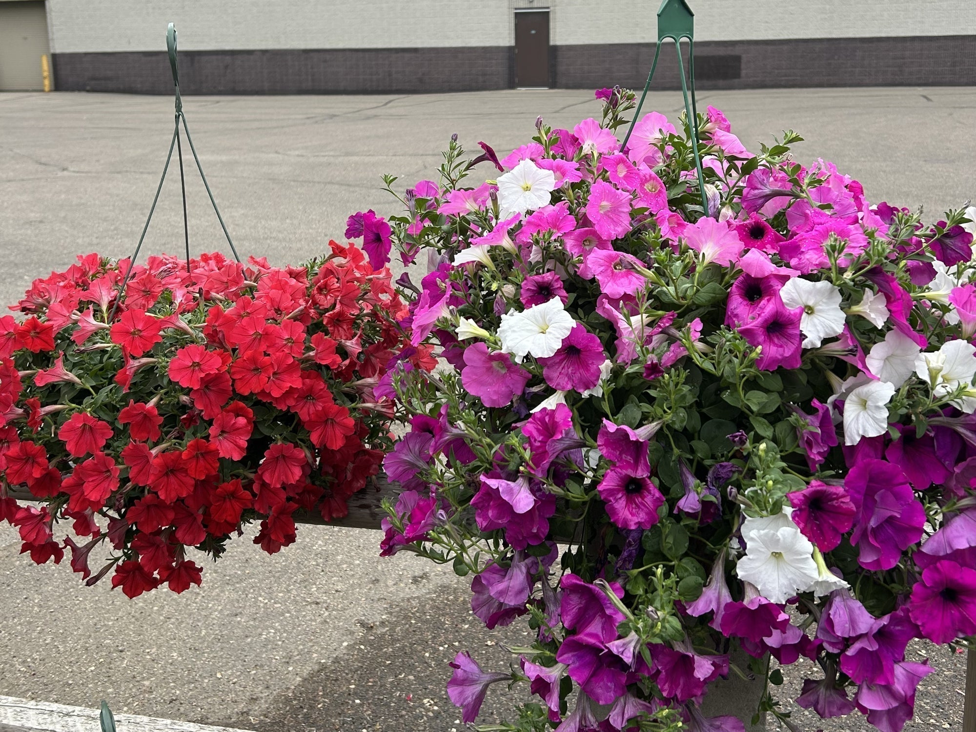 Supertunias And Wave Petunias