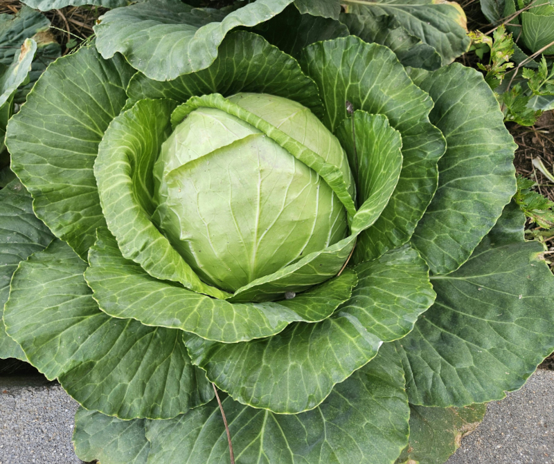 Cabbage 800.png__PID:6c3430ac-d20a-4406-9677-cb3e106d037f