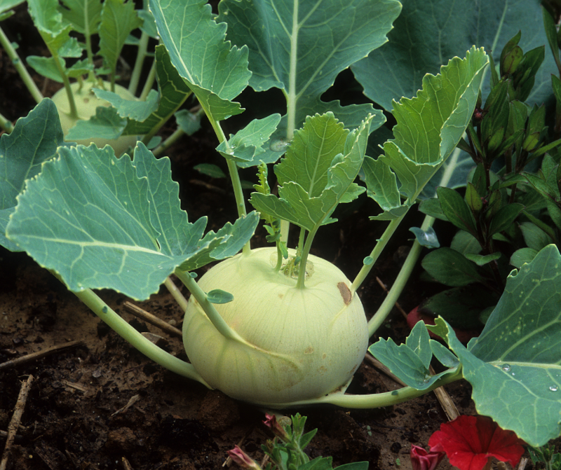 Kohlrabi 800.png__PID:9e99c46f-ea0d-4f2e-af0d-e0a92a136436