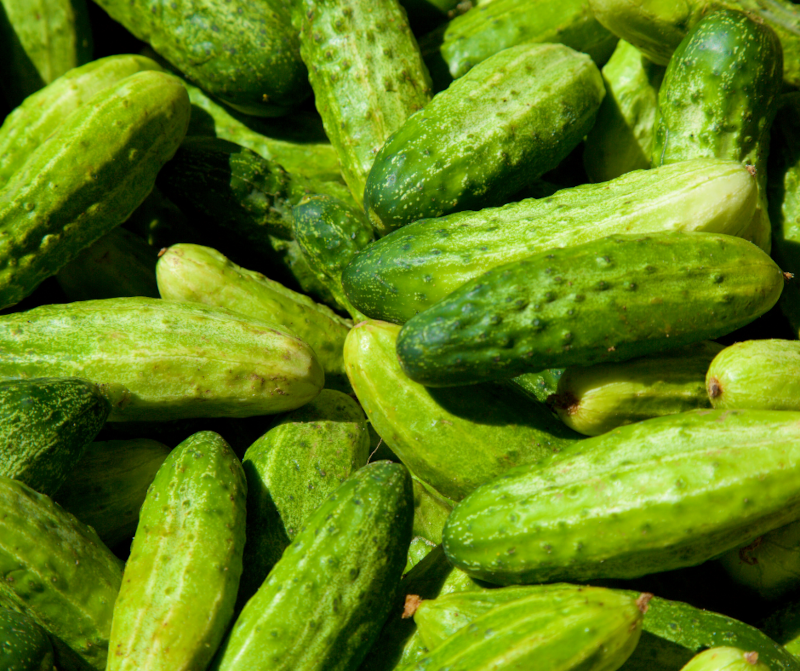 Pickling Cucumbers 800.png__PID:2892286c-cf8e-45a7-a69c-3433a82ca5d0