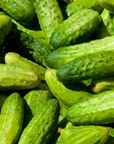 Pickling Cucumbers 800.png__PID:2892286c-cf8e-45a7-a69c-3433a82ca5d0