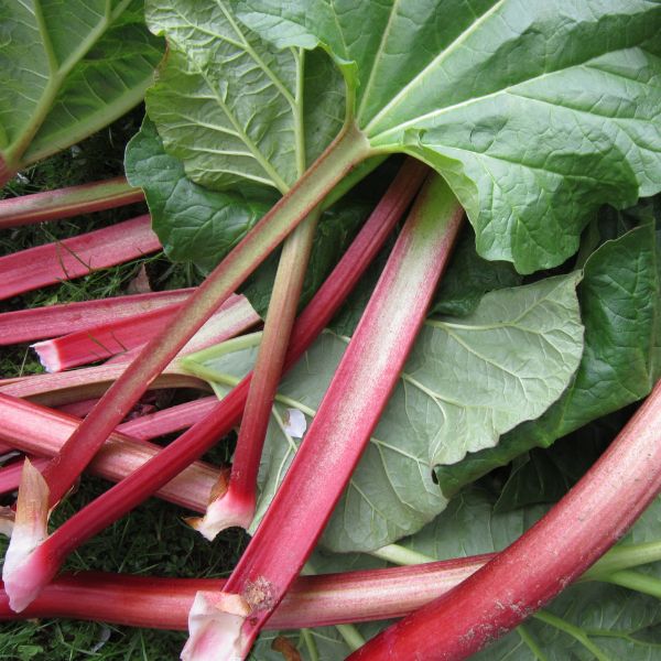 Rhubarb.jpg__PID:308b1383-68c9-4e8b-a9d8-53372765a9c1