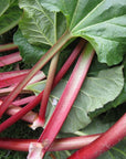 Rhubarb.jpg__PID:308b1383-68c9-4e8b-a9d8-53372765a9c1