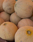Cantaloupe