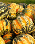 Carnival Squash