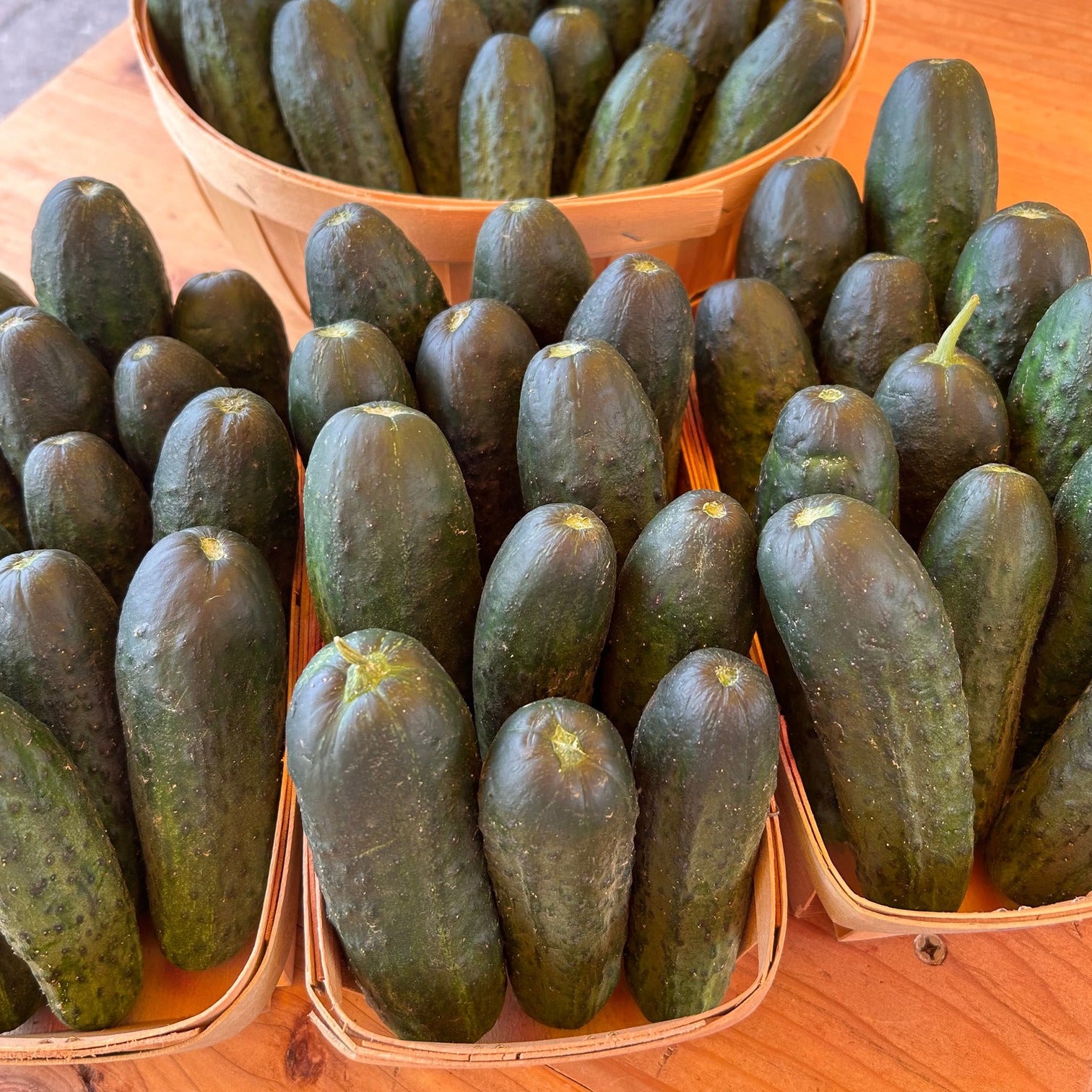 Chub Cucumbers