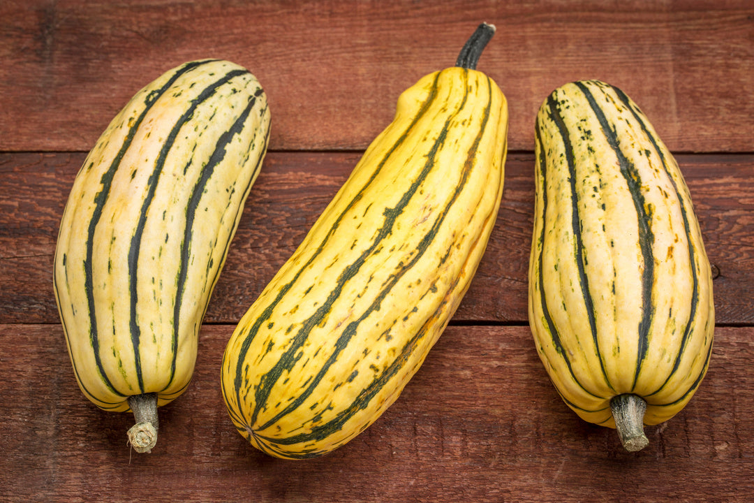 Delicata Squash