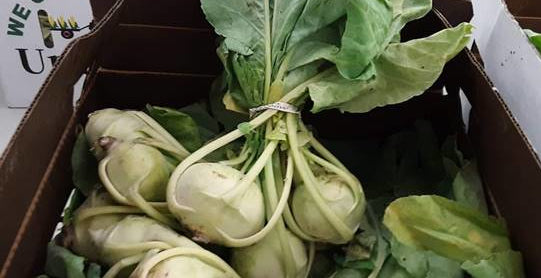 Kohlrabi